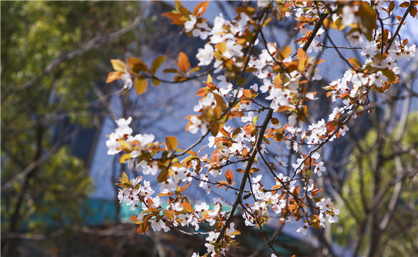 春暖花開，等你歸來——邀你云賞南新春景，以慰思念